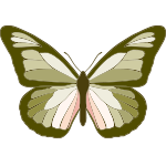 papillon Callifée